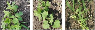 Research on weed identification in soybean fields based on the lightweight segmentation model DCSAnet